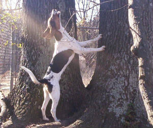 treeingwalket.jpg